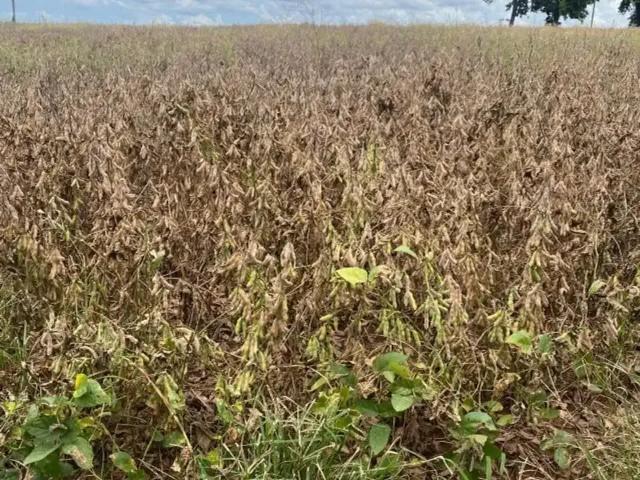 Sítio e chácara venda em Região Geográfica Imediata de Londrina, Jaguapita