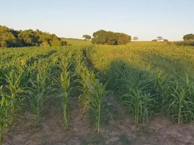 Sítio e chácara venda em Região Imediata de Jales, Jales