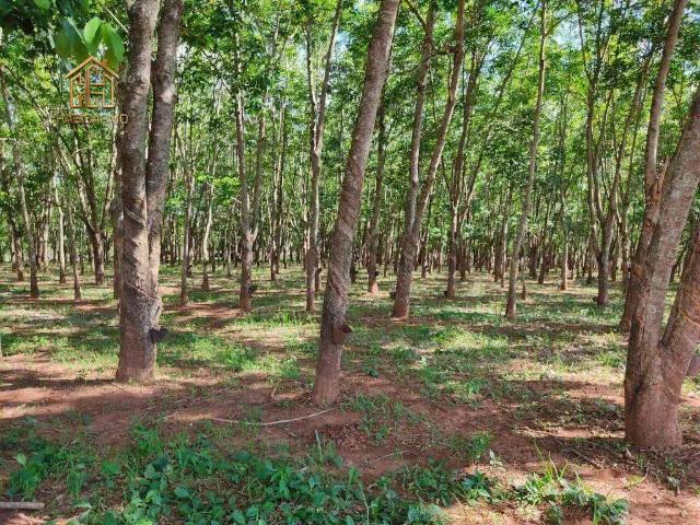 Sítio e chácara venda em Região Imediata de Jales, Jales