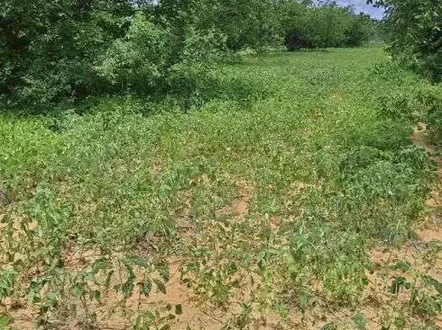 Sítio e chácara venda em Jandaíra