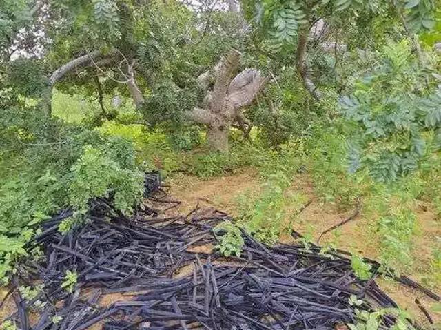 Sítio e chácara venda em Jandaíra
