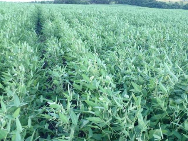 Sítio e chácara venda em Região Geográfica Imediata de Campo Mourão, Janiópolis
