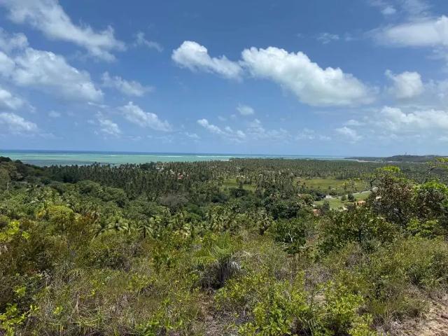 Sítio e chácara venda em Região Geográfica Imediata de Porto Calvo-São Luís do Quitunde, Japaratinga