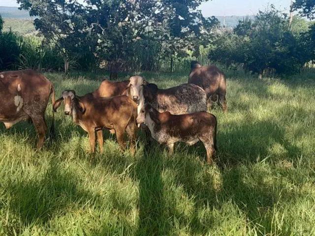 Sítio e chácara venda em Região Geográfica Imediata de Campo Grande, Jaraguari