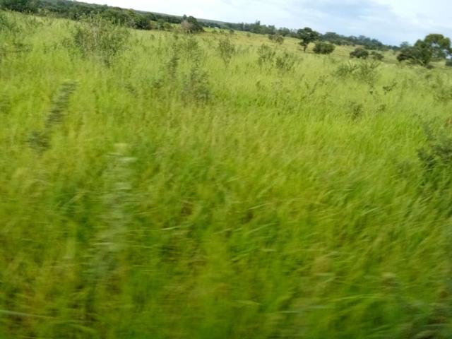 Sítio e chácara venda em Região Geográfica Imediata de Campo Grande, Jaraguari