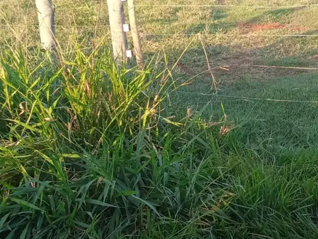 Sítio e chácara venda em Região Geográfica Imediata de Campo Grande, Jaraguari