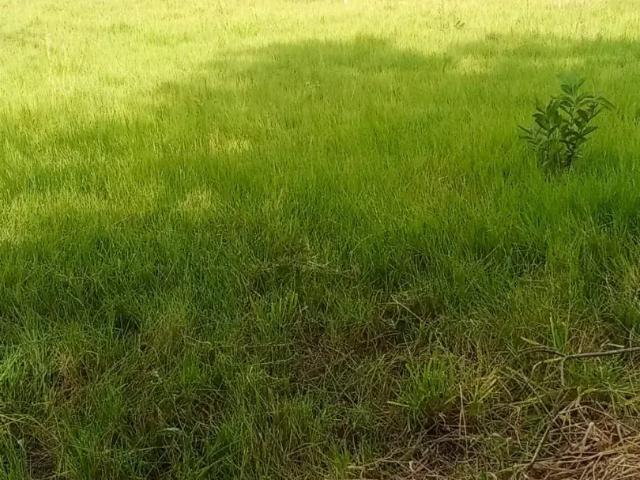 Sítio e chácara venda em Região Geográfica Imediata de Campo Grande, Jaraguari
