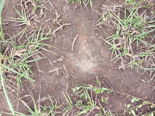 Sítio e chácara venda em Região Geográfica Imediata de Campo Grande, Jaraguari