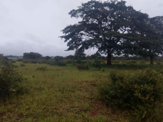 Sítio e chácara venda em Região Geográfica Imediata de Campo Grande, Jaraguari