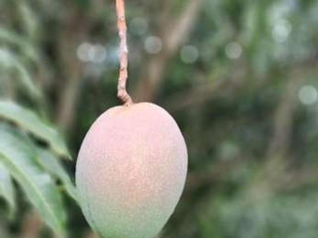 Sítio e chácara venda em Região Imediata de Jundiaí, Jundiaí