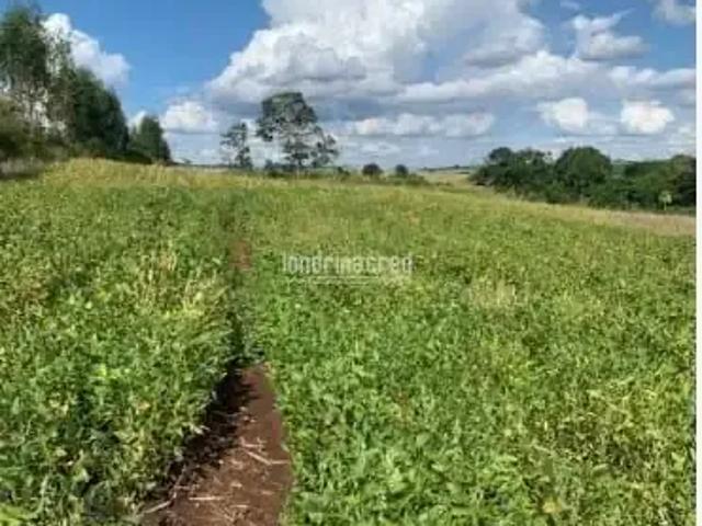 Sítio e chácara venda em Região Geográfica Imediata de Londrina, Jataizinho