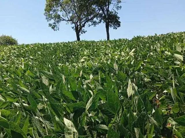 Sítio e chácara venda em Região Geográfica Imediata de Londrina, Jataizinho