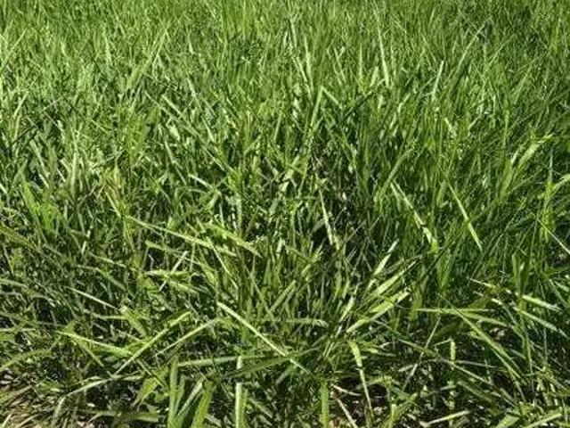 Sítio e chácara venda em Região Geográfica Imediata de Patos de Minas, João Pinheiro