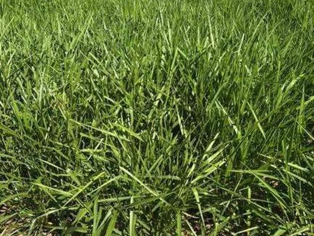 Sítio e chácara venda em João Pinheiro
