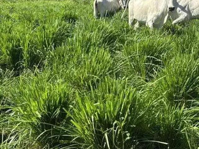 Sítio e chácara venda em Região Geográfica Imediata de Patos de Minas, João Pinheiro