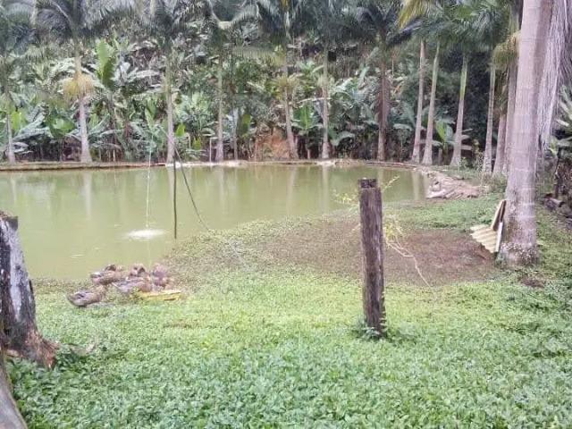 Sítio e chácara venda em Vila Sanches, Juquia