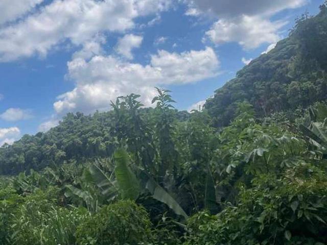 Sítio e chácara venda em Juquiá