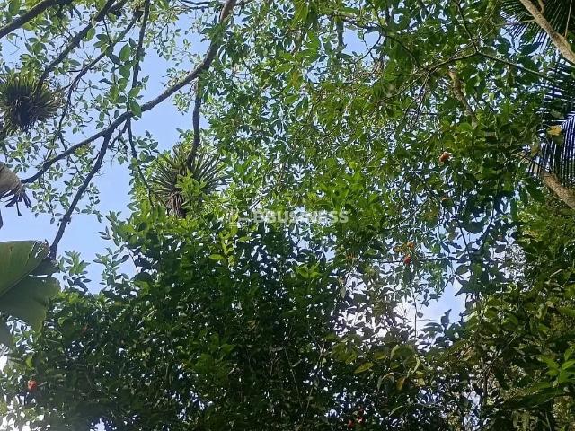 Sítio e chácara venda em Barnabés, Juquitiba