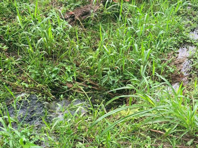 Sítio e chácara venda em Juquitiba