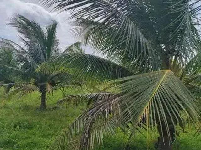 Sítio e chácara venda em Lagoa de Pedras, Região Nordeste