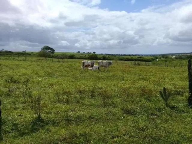 Sítio e chácara venda em Lagoa de Pedras, Região Nordeste