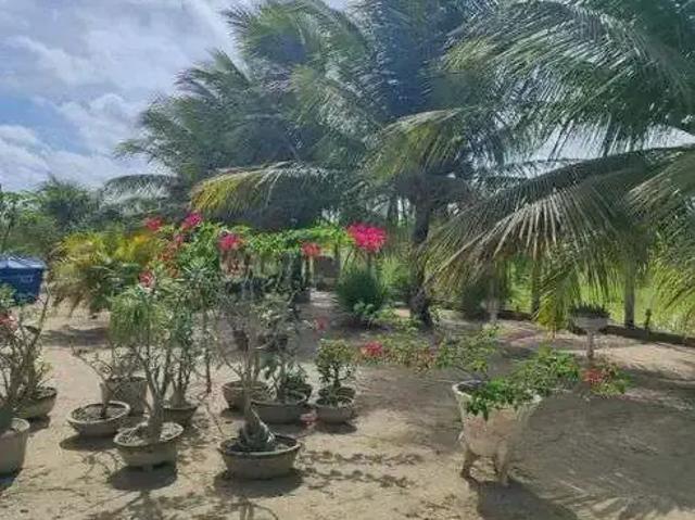 Sítio e chácara venda em Lagoa de Pedras, Região Nordeste