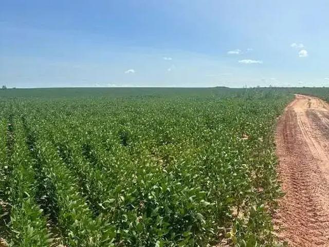 Sítio e chácara venda em Região Geográfica Imediata de Palmas, Lagoa do Tocantins