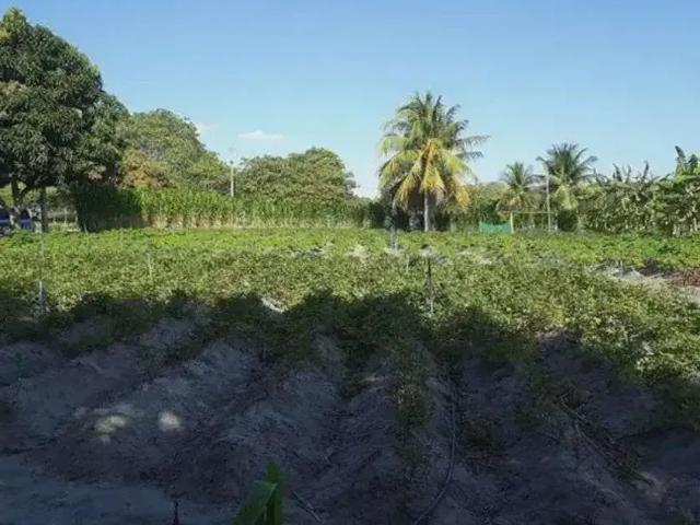 Sítio e chácara venda em Região Geográfica Imediata de Natal, Lagoa Salgada