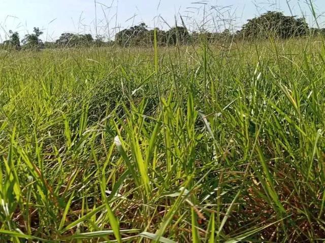 Sítio e chácara venda em Região Geográfica Imediata de Rio Verde, Goiás