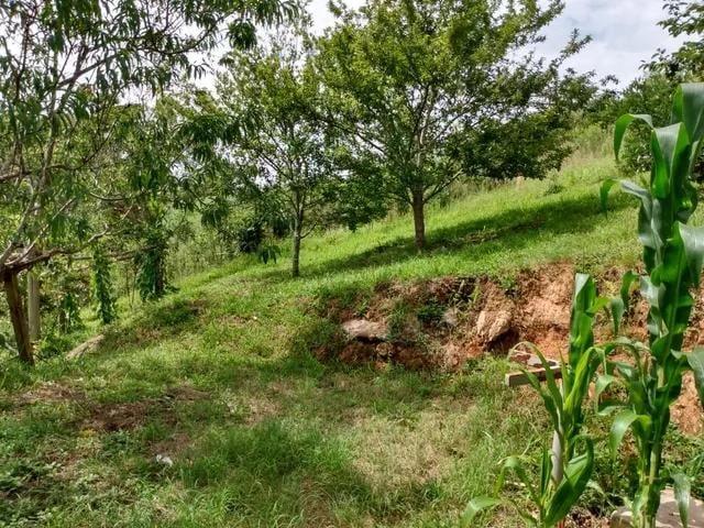 Sítio e chácara venda em Lapa