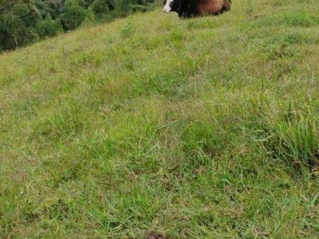 Sítio e chácara venda em Região Geográfica Imediata de Curitiba, Região Metropolitana de Curitiba