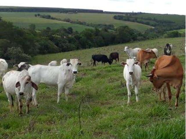 Sítio e chácara venda em Região Imediata de Piracicaba, Laranjal Paulista