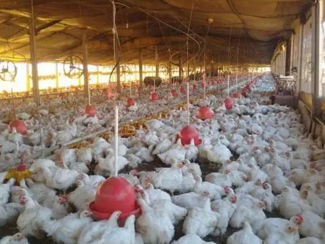 Sítio e chácara venda em Região Imediata de Piracicaba, Laranjal Paulista