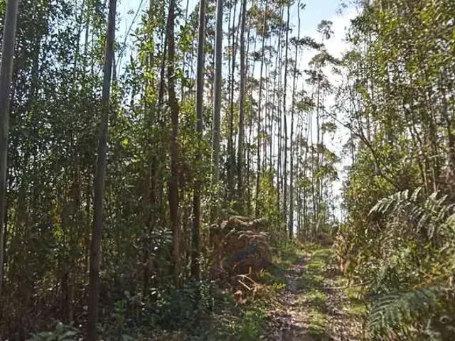 Sítio e chácara venda em Leoberto Leal, Região Sul