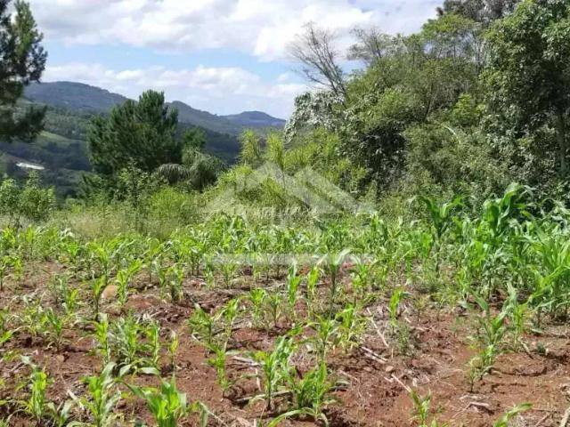 Sítio e chácara venda em Região Geográfica Imediata de Novo Hamburgo - São Leopoldo, Linha Nova