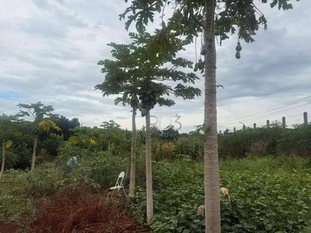 Sítio e chácara venda em Região Geográfica Imediata de Londrina, Londrina