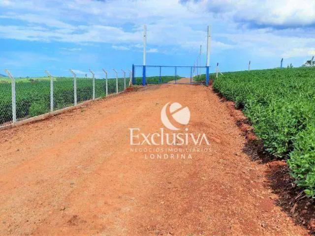 Sítio e chácara venda em Bela Vista do Paraíso, Paraná