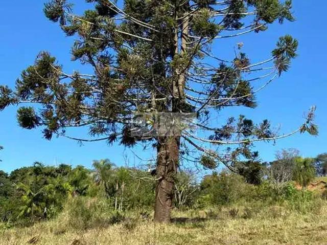 Sítio e chácara venda em Região Geográfica Imediata de Londrina, Londrina