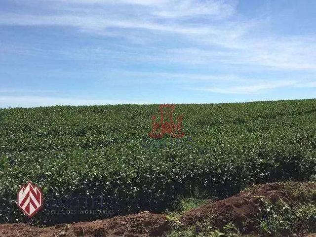 Sítio e chácara venda em Região Geográfica Imediata de Londrina, Londrina