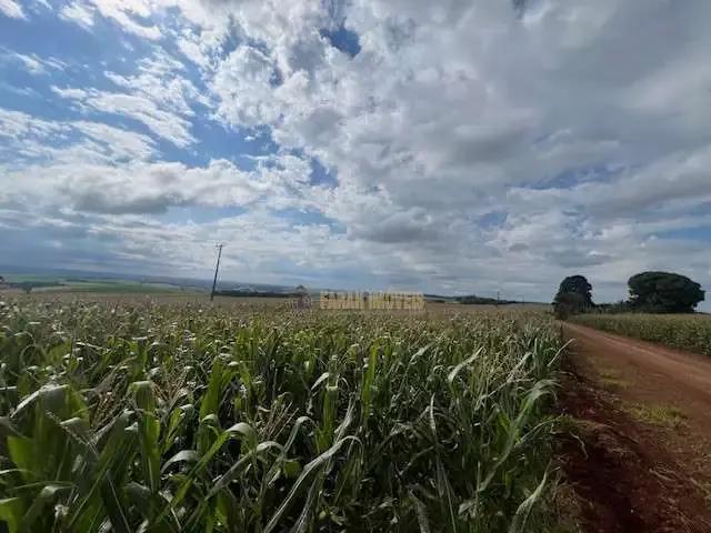 Sítio e chácara venda em Região Geográfica Imediata de Londrina, Londrina