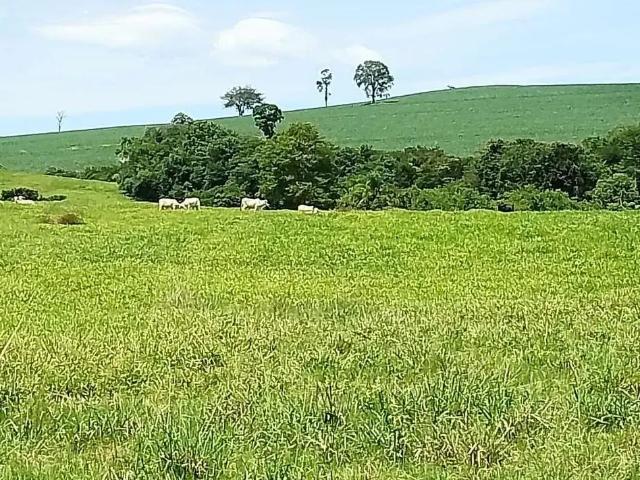 Sítio e chácara venda em Região Geográfica Imediata de Londrina, Londrina