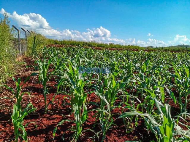Sítio e chácara venda em Região Geográfica Imediata de Londrina, Londrina
