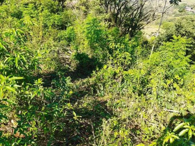 Sítio e chácara venda em Região Geográfica Imediata de Londrina, Londrina