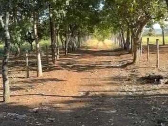 Sítio e chácara venda em Holambra