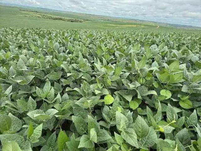Sítio e chácara venda em Região Geográfica Imediata de Luziânia, Região Integrada de Desenvolvimento do Distrito Federal e Entorno