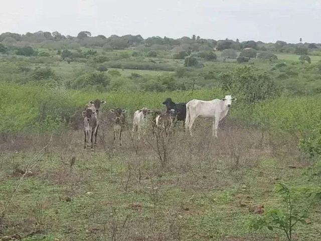 Sítio e chácara venda em Região Geográfica Imediata de Natal, Macaíba