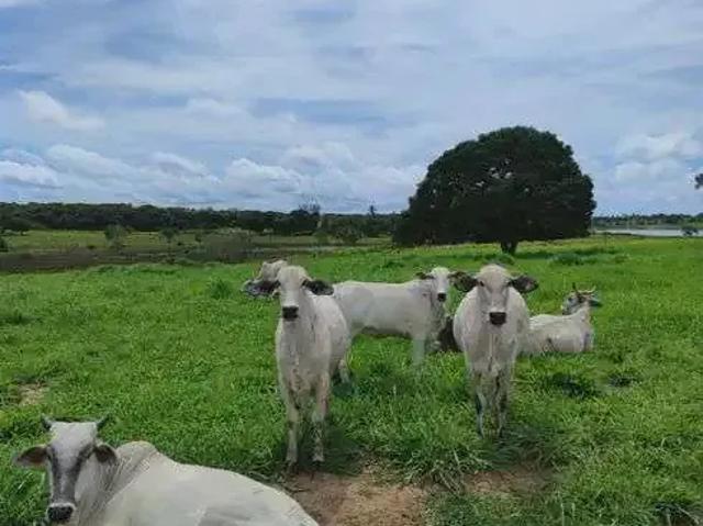 Sítio e chácara venda em Região Geográfica Imediata de Natal, Macaíba
