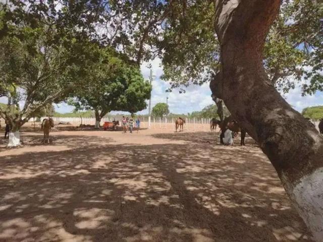 Sítio e chácara venda em Região Geográfica Imediata de Natal, Macaíba