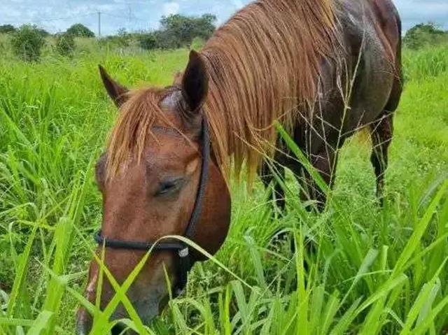 Sítio e chácara venda em Região Geográfica Imediata de Natal, Macaíba