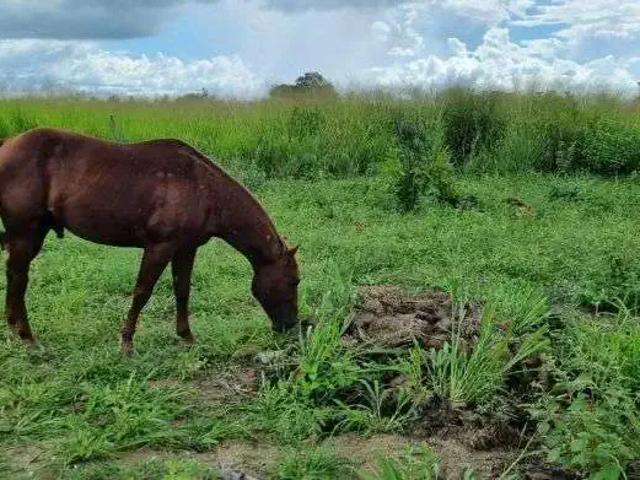 Sítio e chácara venda em Região Geográfica Imediata de Natal, Macaíba